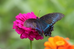 Papilio maackii