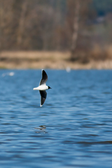 Hydrocoloeus minutus