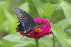 Papilio maackii