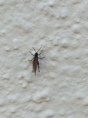 Acrididae
