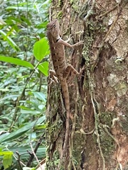 Calotes emma