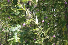 Howittia trilocularis