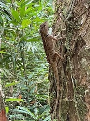 Calotes emma