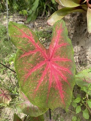 Caladium bicolor