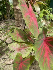 Caladium bicolor