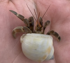 Coenobita