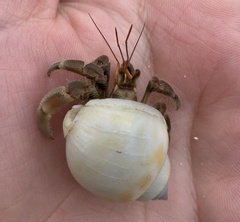 Coenobita