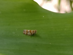 Lophopinae