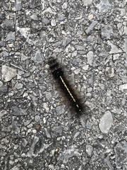 Creatonotos transiens