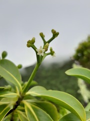 Psychotria mariniana