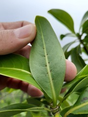Psychotria mariniana