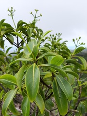 Psychotria mariniana