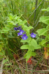 Scutellaria strigillosa