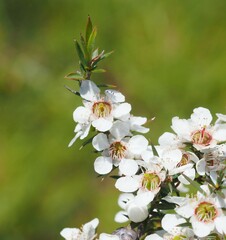 Leptospermum continentale