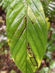 Stigmella rhamnella