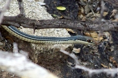 Masticophis bilineatus