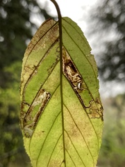 Stigmella rhamnella