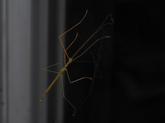 Sipyloidea larryi