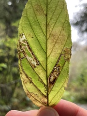 Stigmella rhamnella