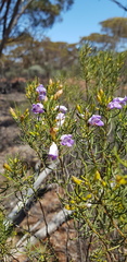 Eremophila ionantha