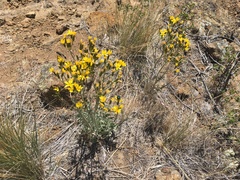 Crepis acuminata