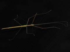 Sipyloidea larryi