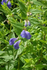 Scutellaria strigillosa