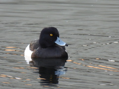 Aythya fuligula