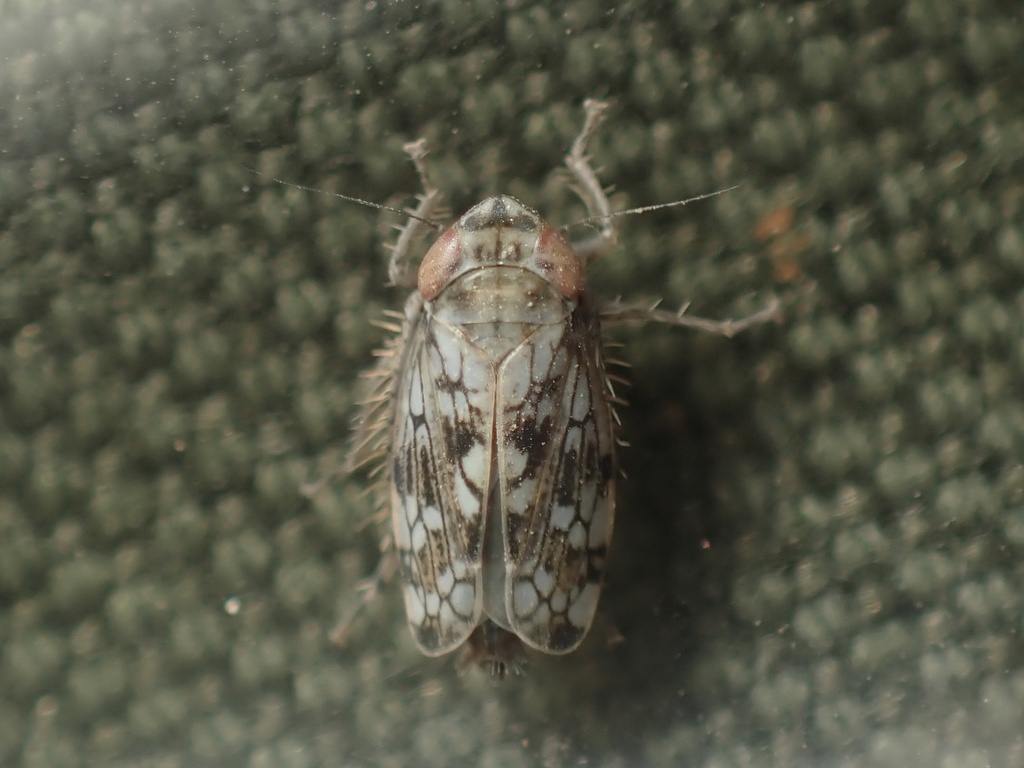 Nesophrosyne haleakala