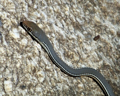 Masticophis bilineatus