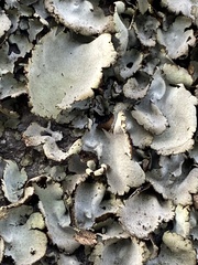 Umbilicaria hirsuta