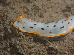 Chromodoris orientalis
