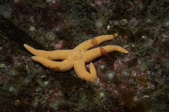 Stichastrella rosea