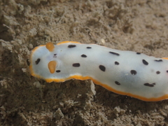 Chromodoris orientalis