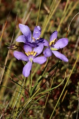 Cheiranthera alternifolia