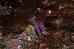 Henricia oculata