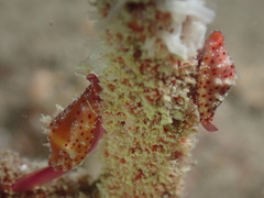 Crenavolva leopardus