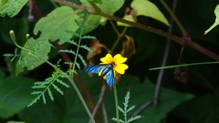 Cyananthrax cyanopterus