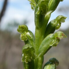 Microtis frutetorum