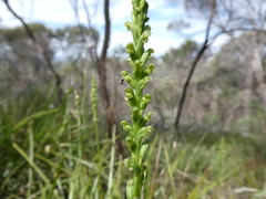 Microtis frutetorum