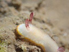 Goniobranchus sinensis