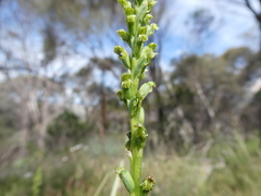 Microtis frutetorum