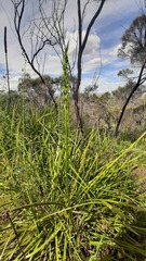 Microtis frutetorum