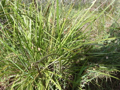 Microtis frutetorum