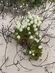 Stackhousia spathulata