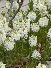 Stackhousia spathulata