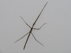 Phasmatinae