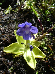 Pinguicula macroceras