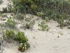 Stackhousia spathulata