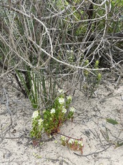 Stackhousia spathulata